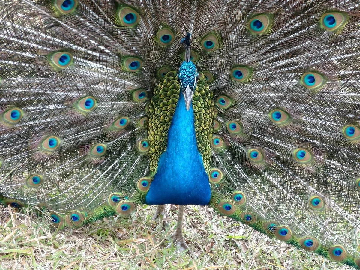Tsimbazaza Zoo