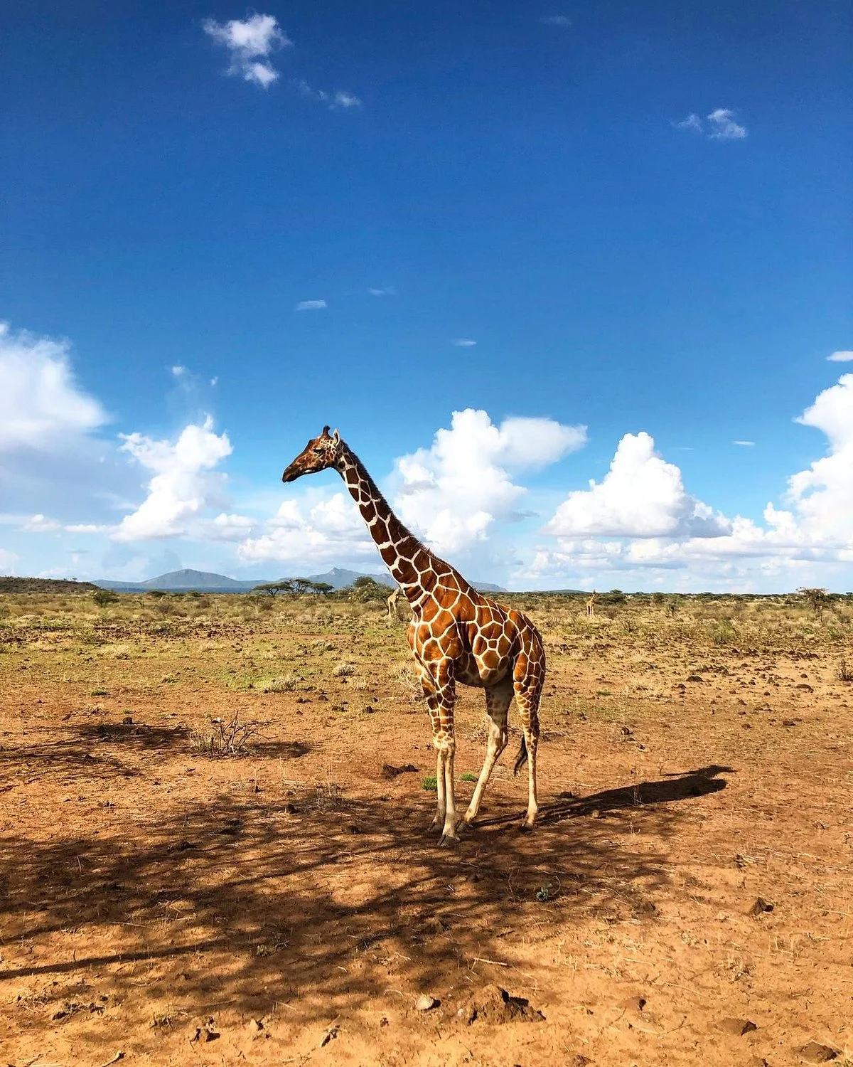 Shaba National Reserve