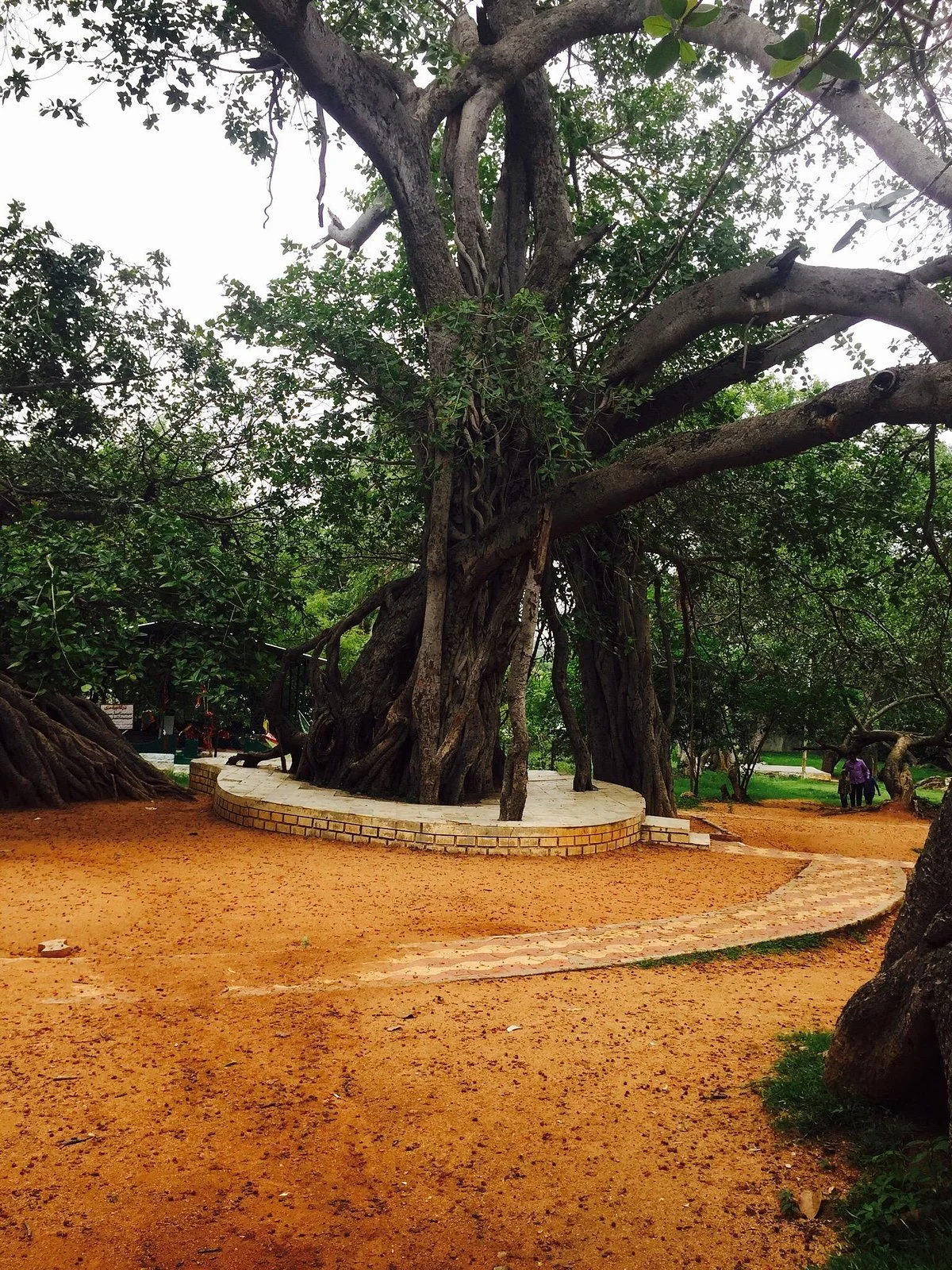 Pillamarri Banyan Tree