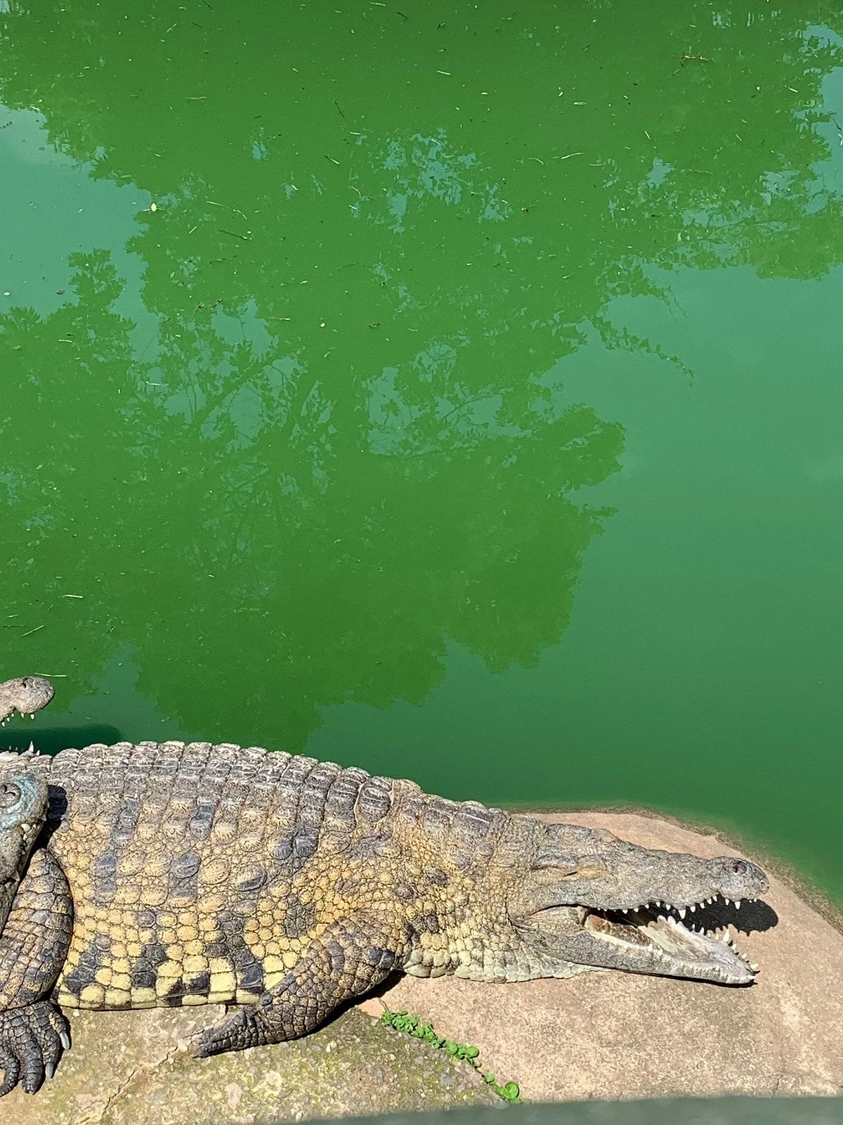 Crocodile Creek