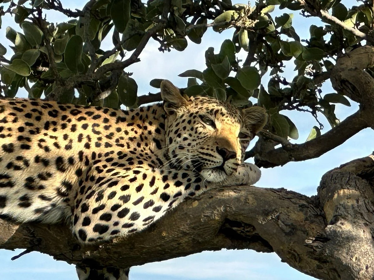Okonjima Game Reserve