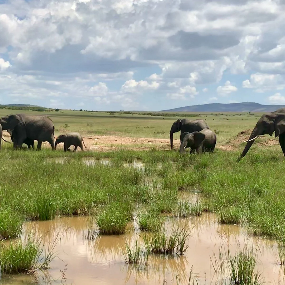 Mara Naboisho Conservancy
