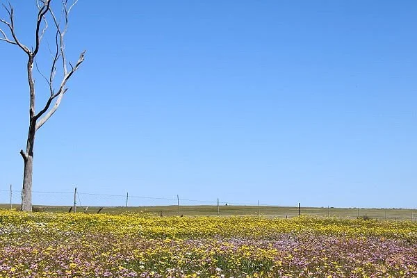 Hantam National Botanical Garden