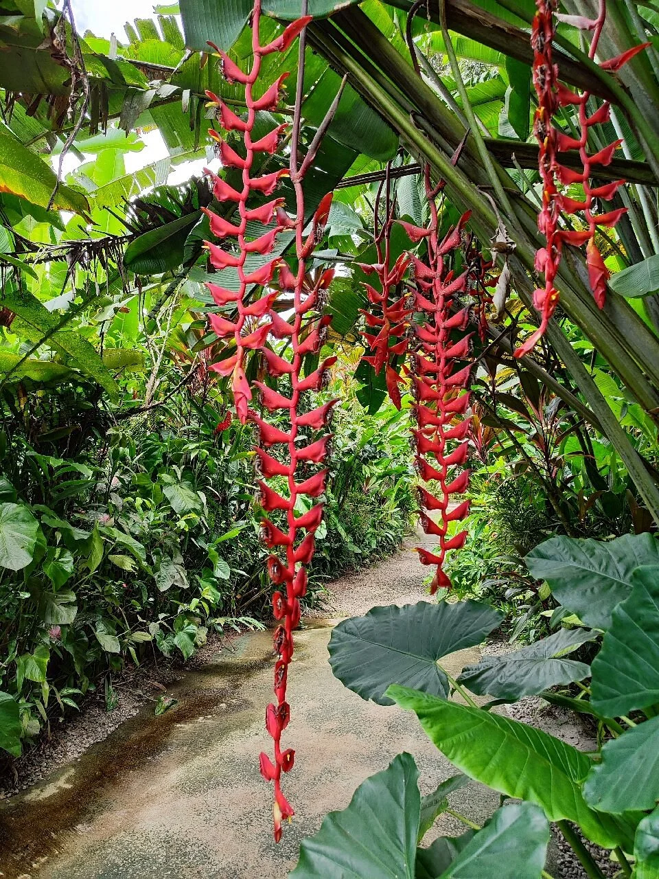 Kot Man-Ya Exotic Flower Garden
