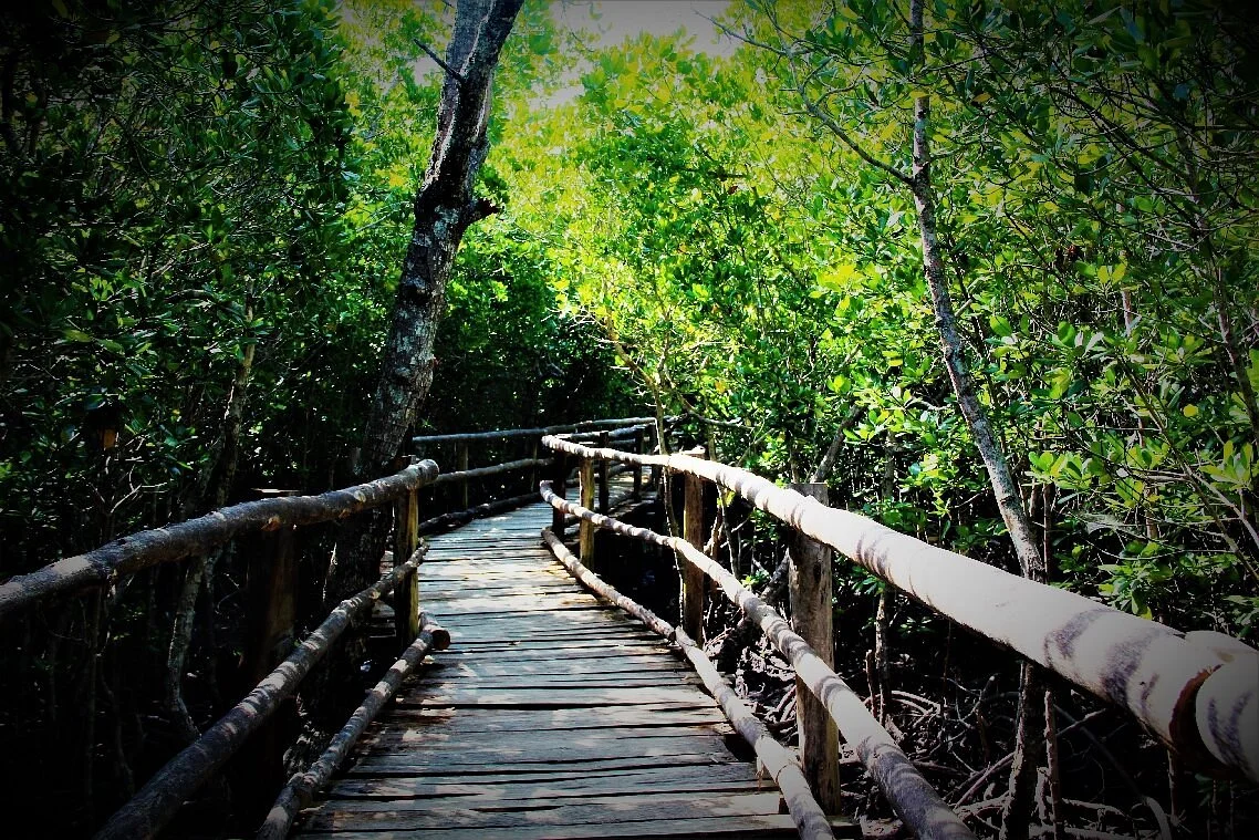 Mangrove Boardwalk Mida Creek