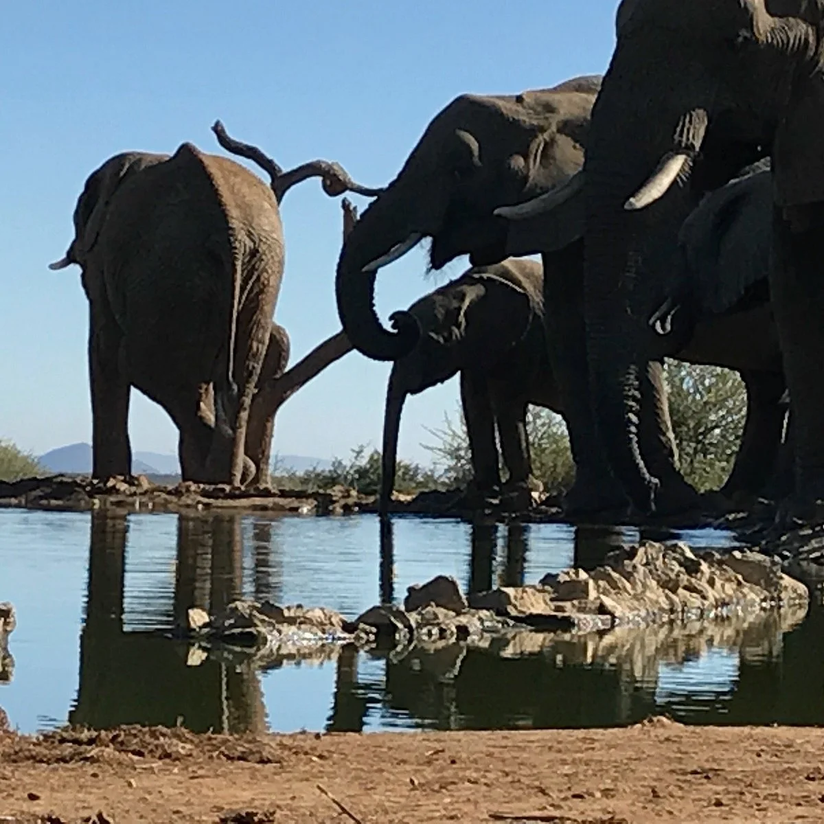 Madikwe Nature Reserve