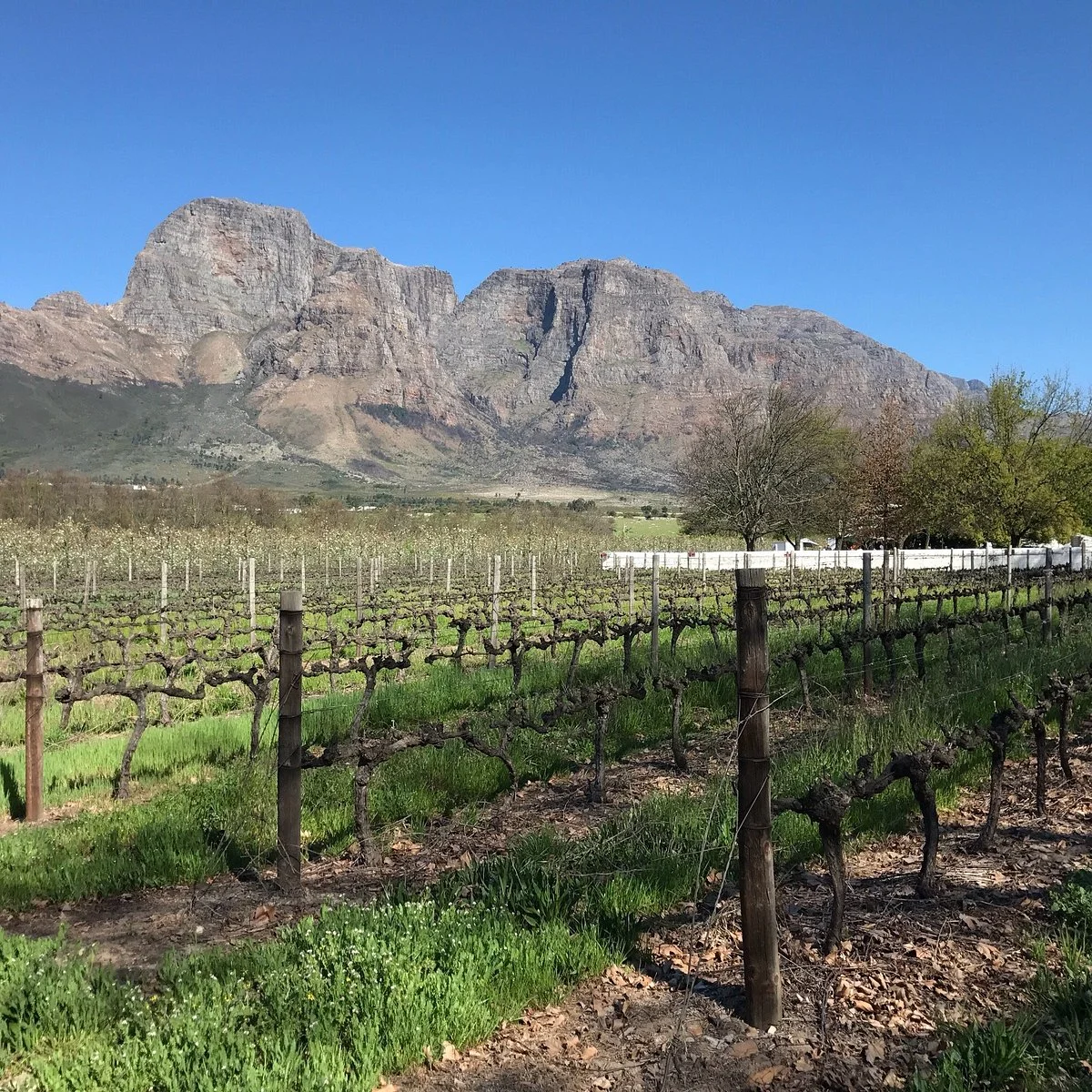 Stellenbosch Farmers' Winery Group