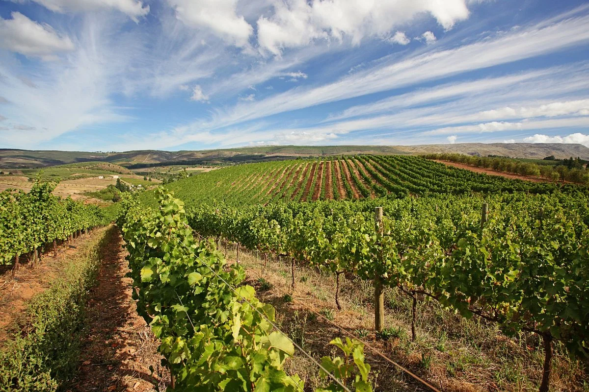 Oneiric Wines