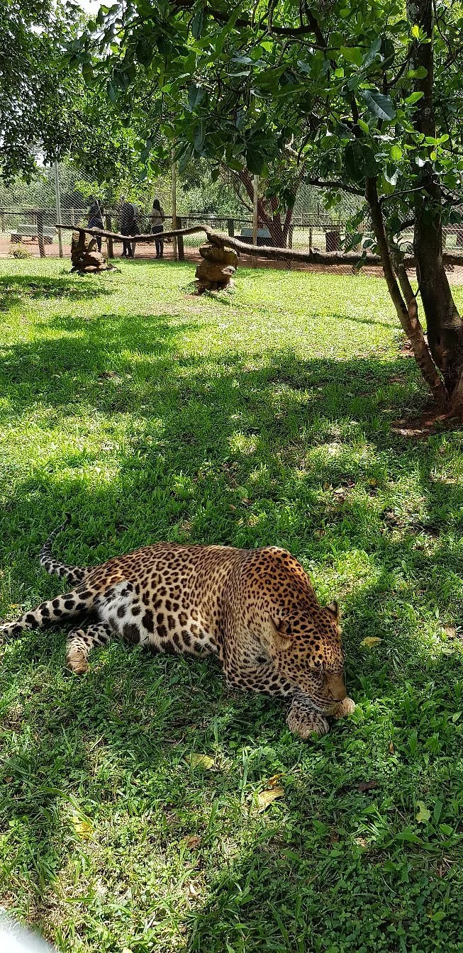 Nairobi Animal Orphanage