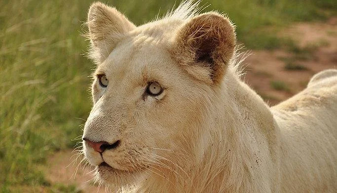 Lion Walk Safari