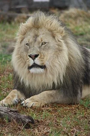 Weltevrede Lion Farm