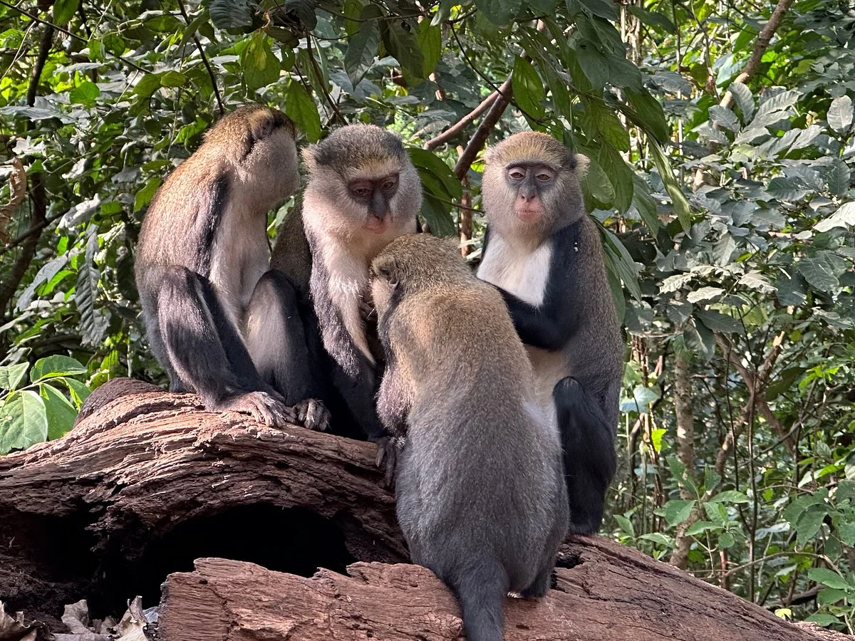 Tafi Atome Monkey Sanctuary And Cultural Village