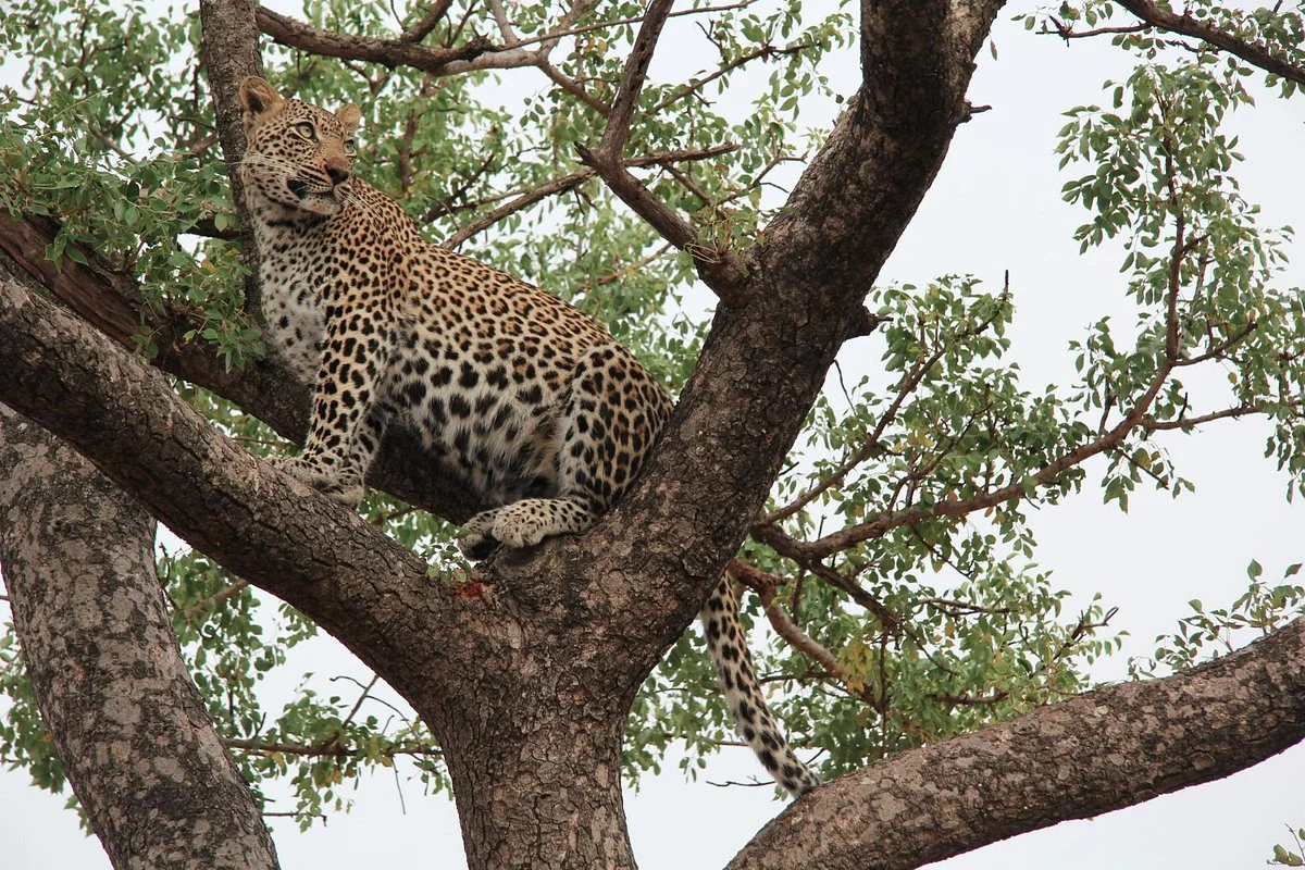 Idube Game Reserve