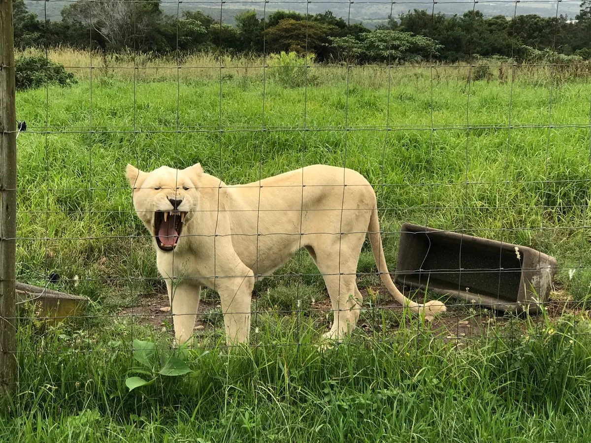 East London Lion Park