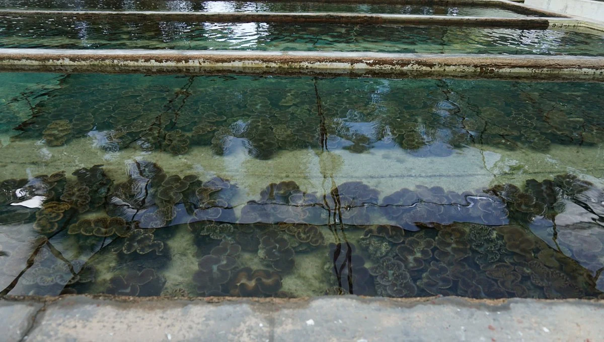 Pearl Farm de Praslin