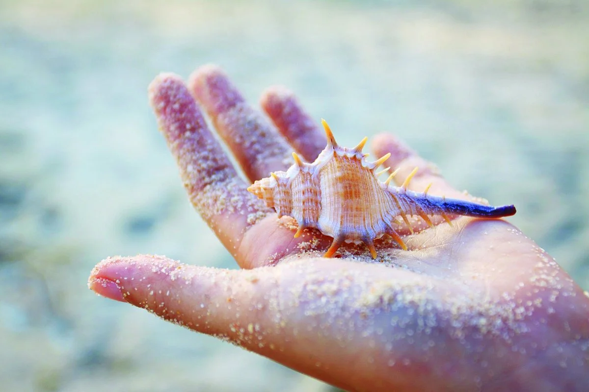 World of Seashells