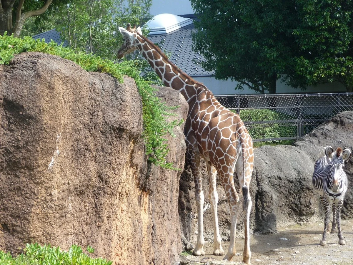 Ishikawa Zoo