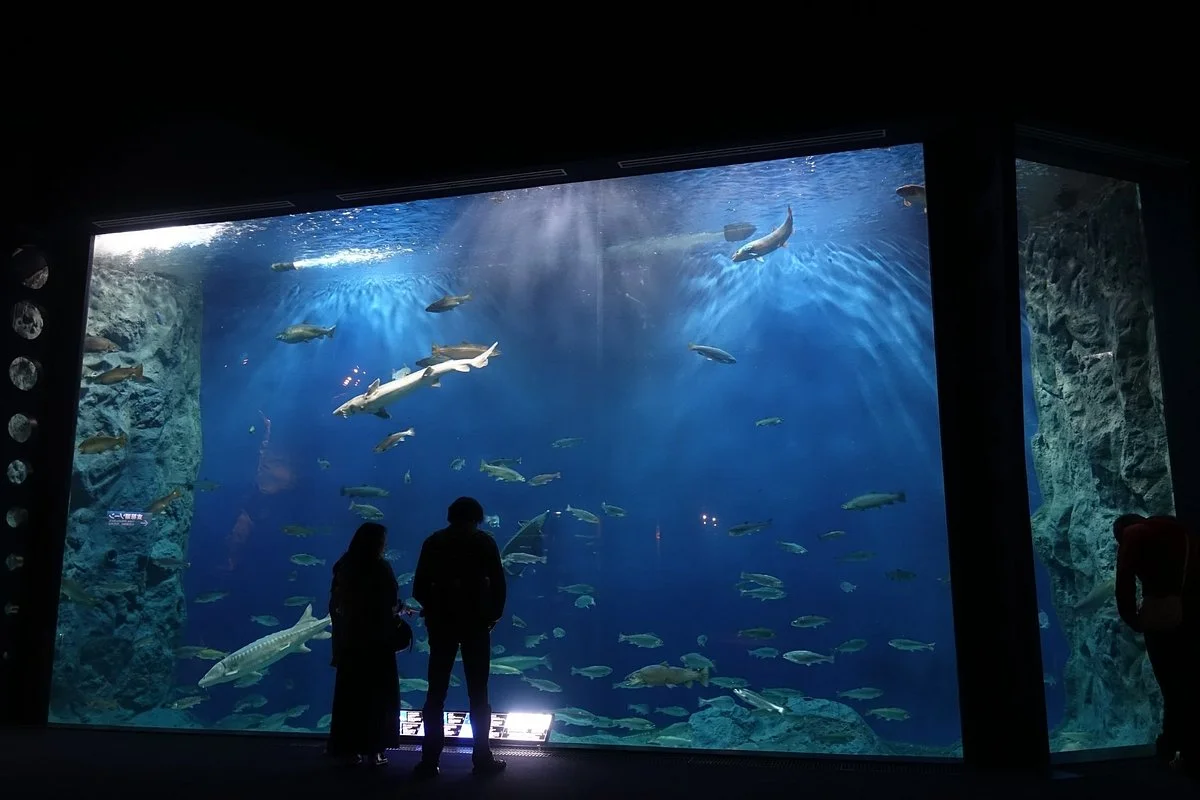 Salmon Hometown Chitose Aquarium