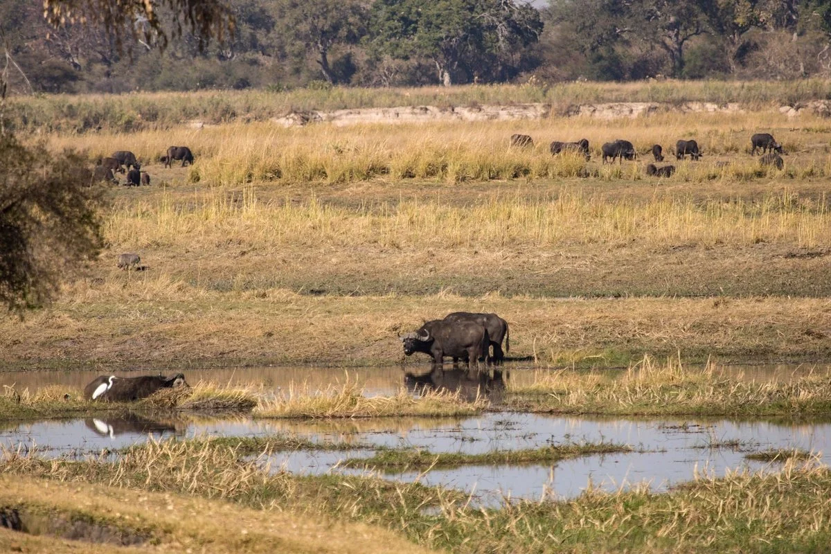 Buffalo Core Area