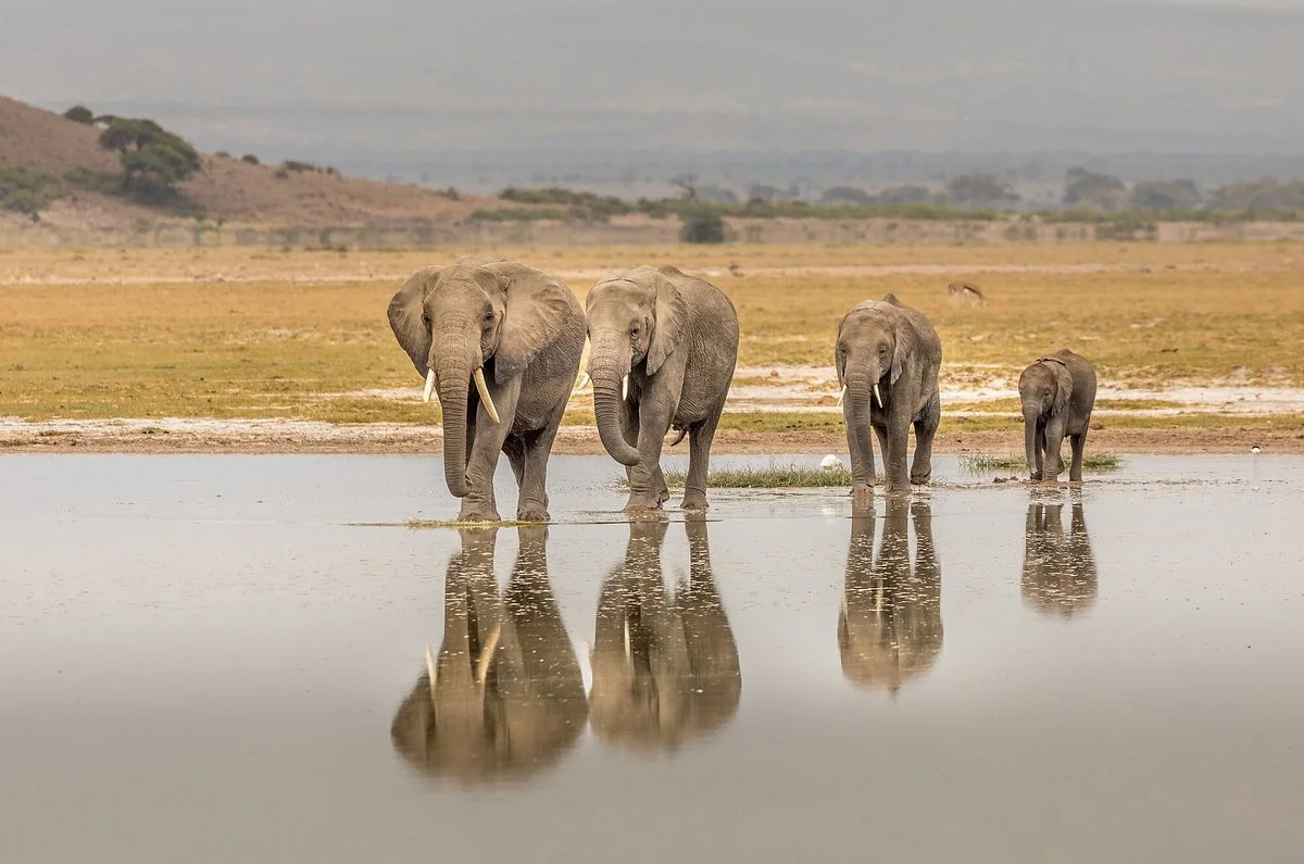 Selenkay Conservancy
