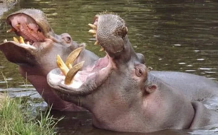 Wechiau Community Hippo Sanctuary