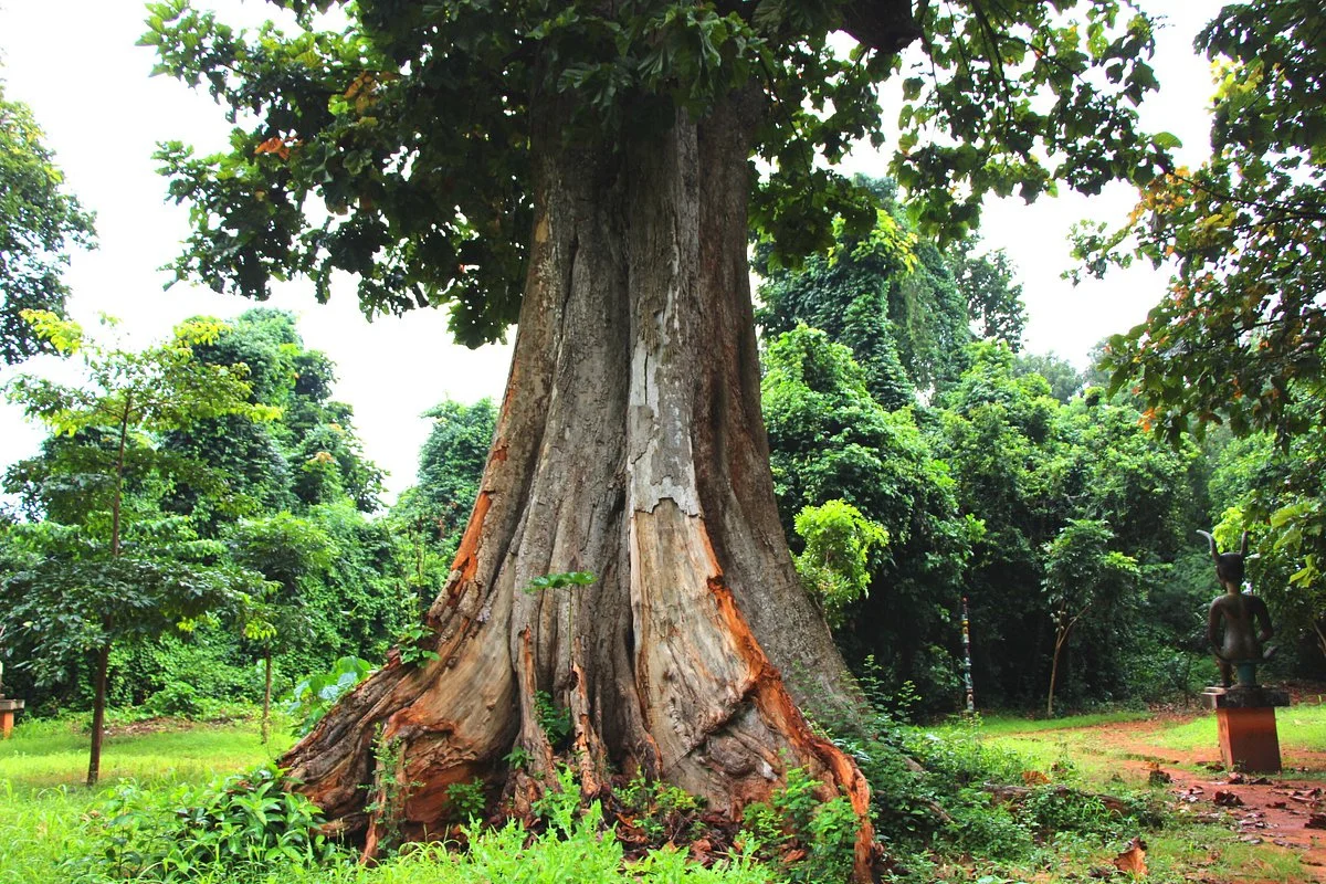 Foret Sacree de Kpasse