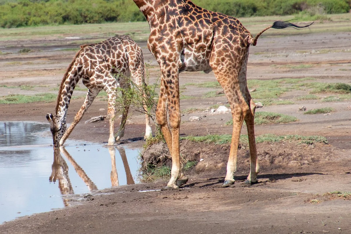 Ndutu Lake