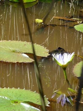 Pledge Nature Reserve