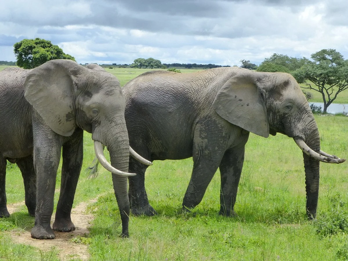 Imire: Rhino & Wildlife Conservation