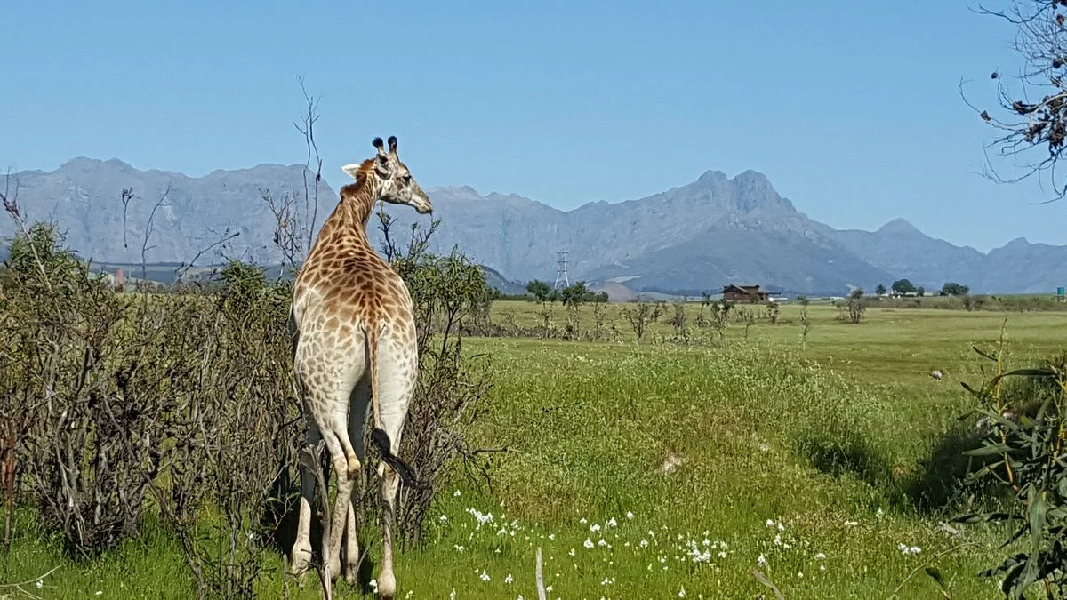 Villiera Wines