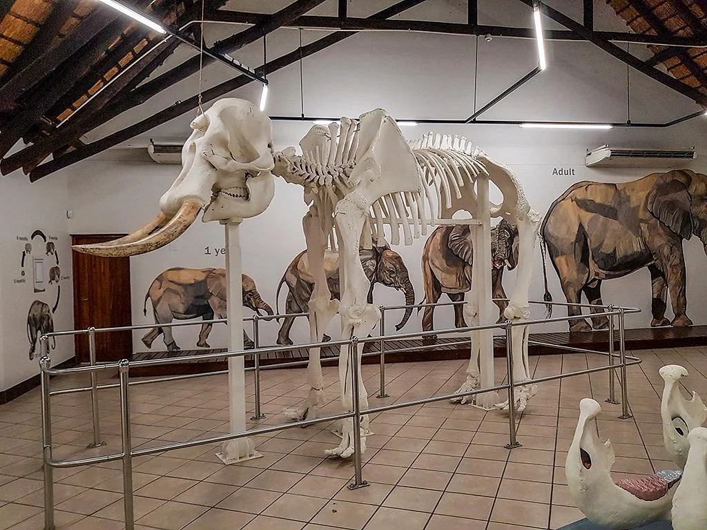 Letaba Elephant Hall