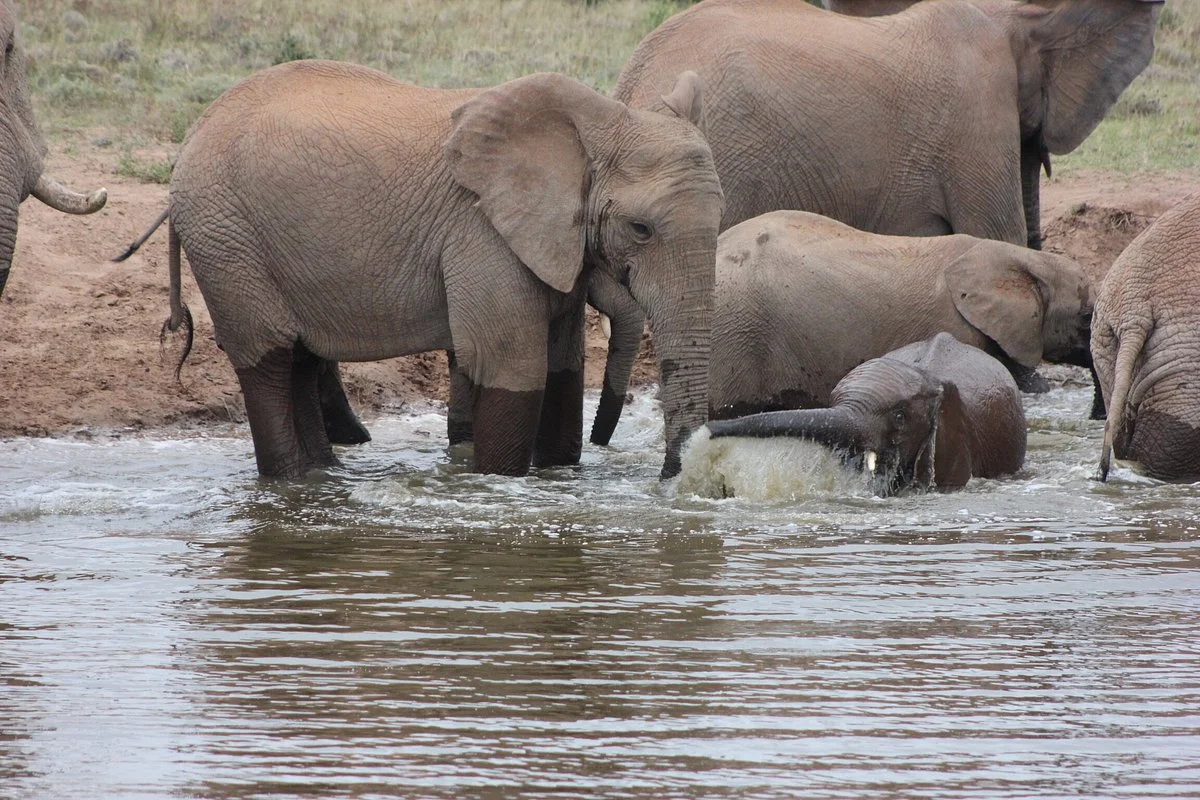 Amakahala Game Reserve