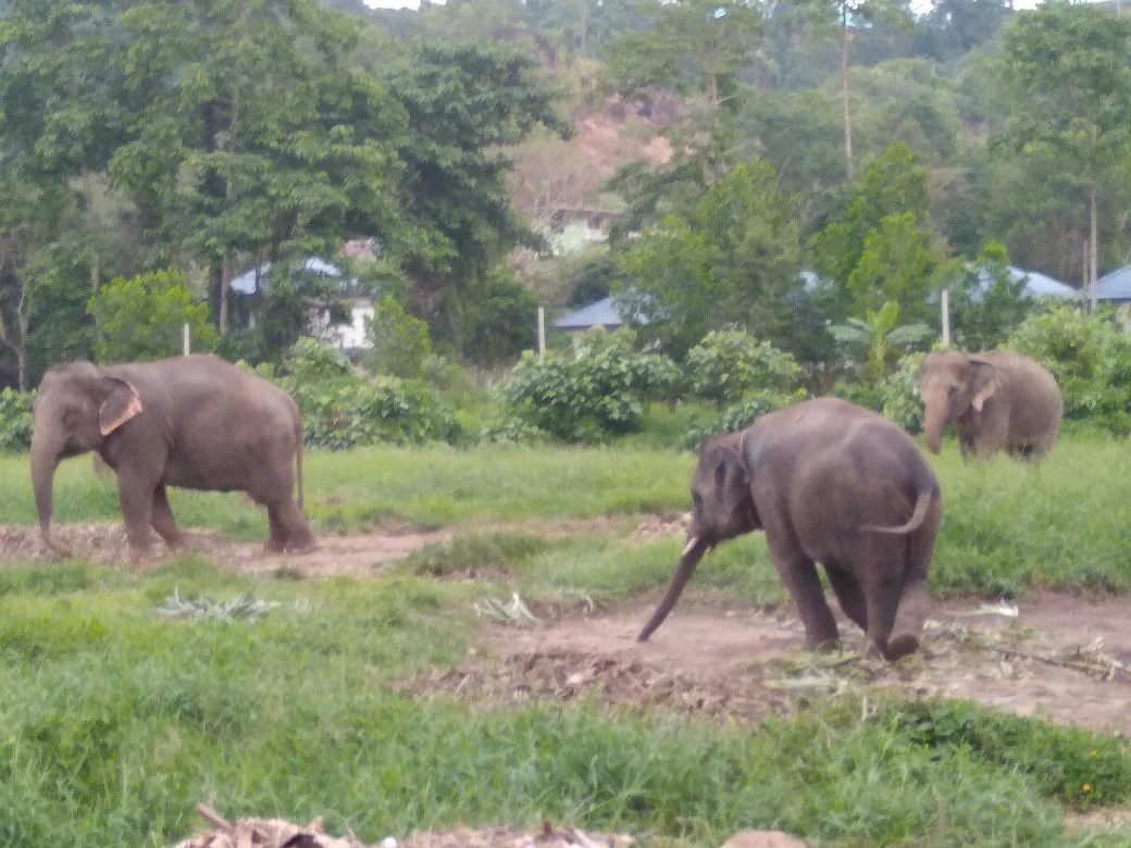 Ban Chang Thai - Elephant Camp