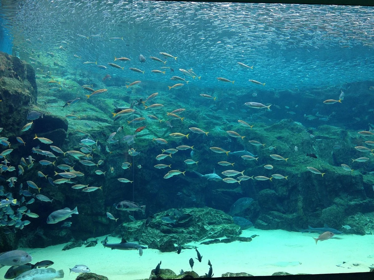 Kujukushima Aquarium Umikirara