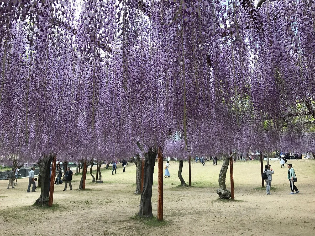 Fuji Park