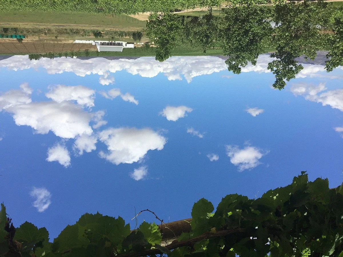 Rijk's Wine Estate