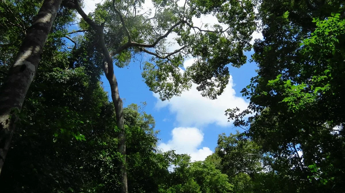Arabuko-Sokoke Forest