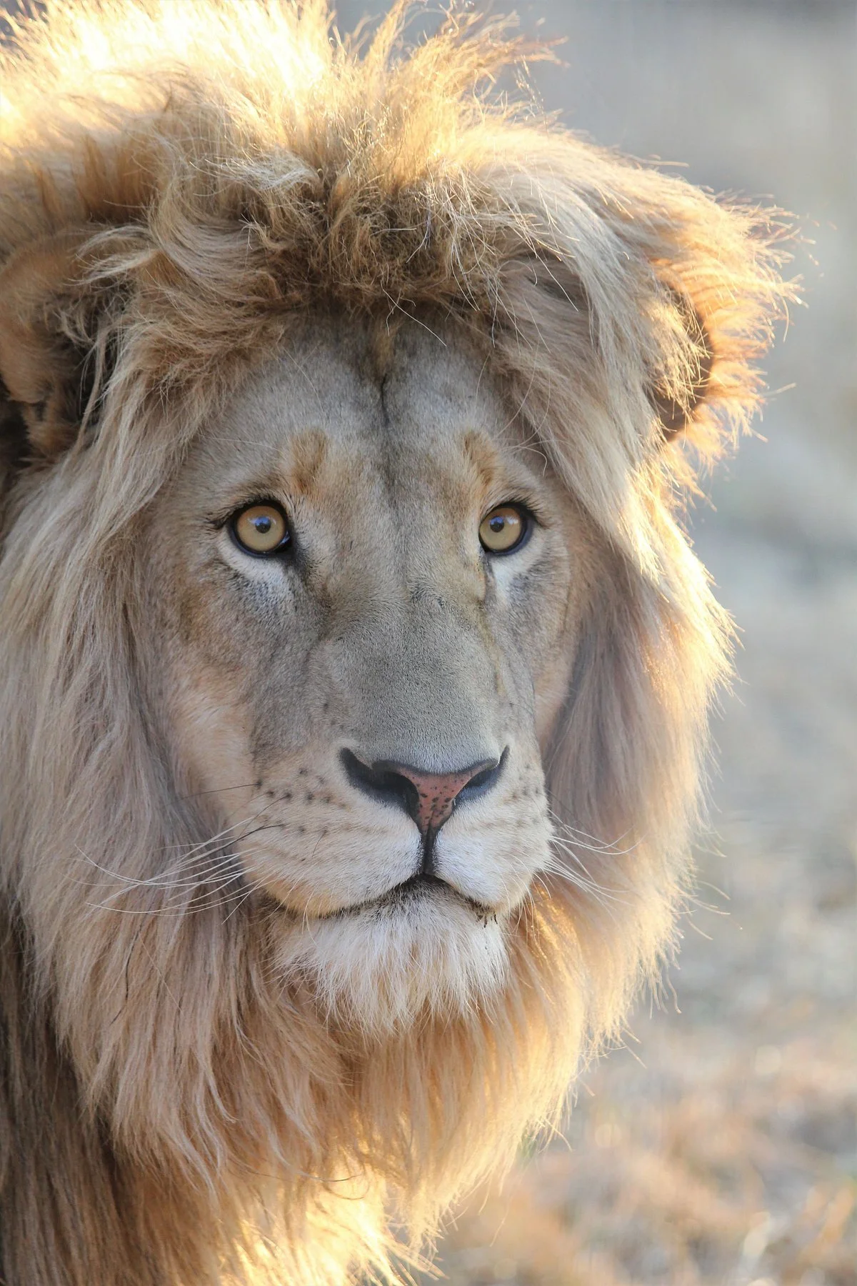 Love Lions Alive