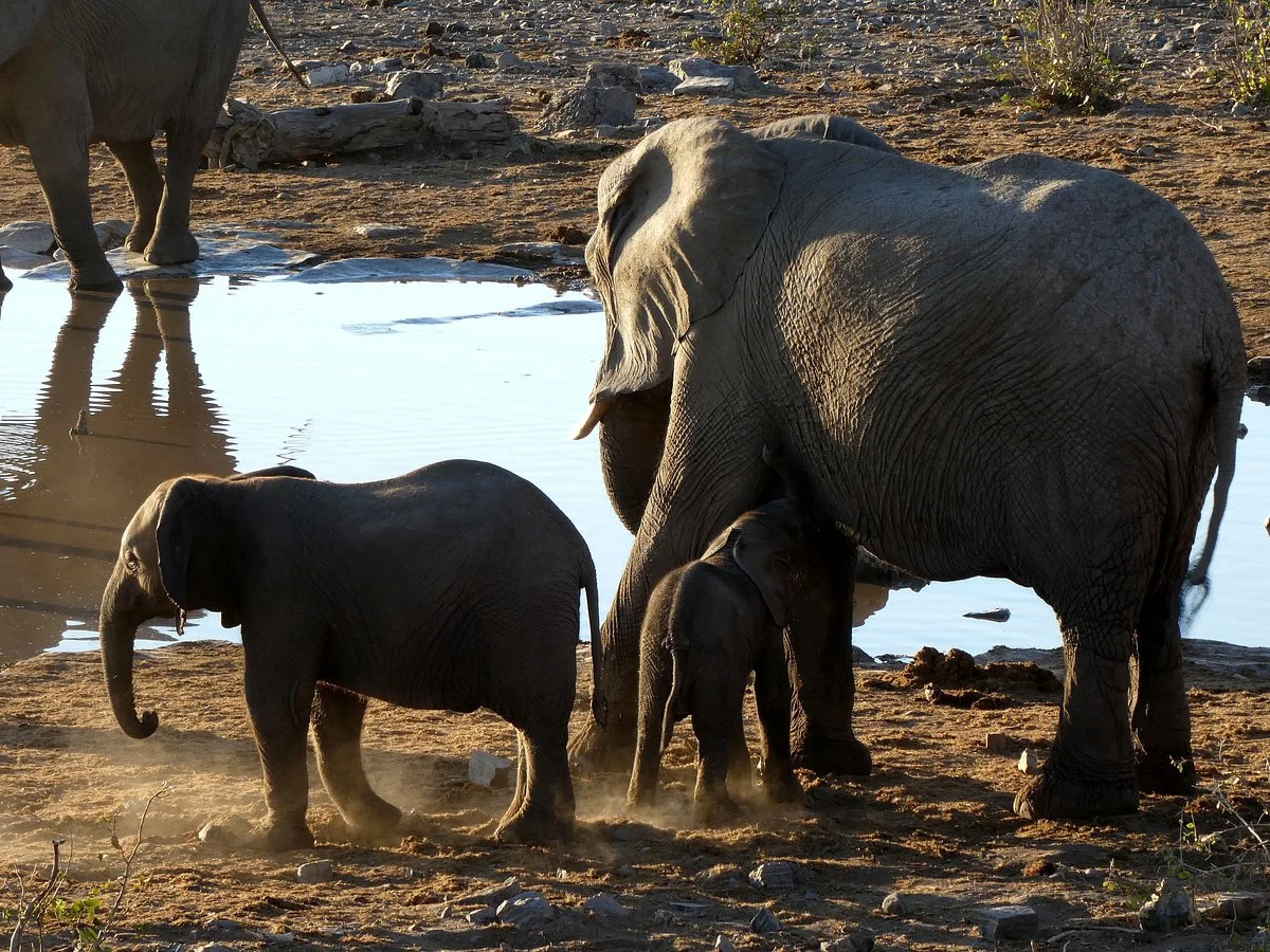 Moringa Waterhole