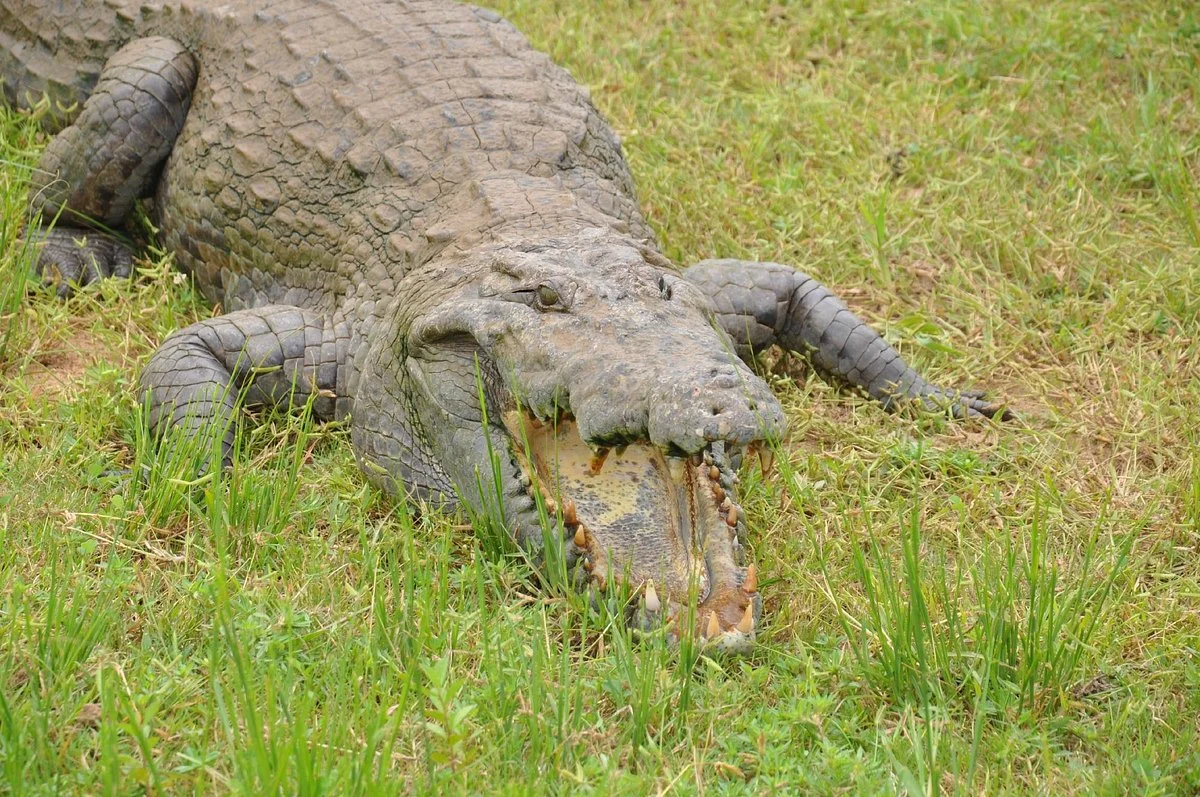 Sacred Crocodile Ponds