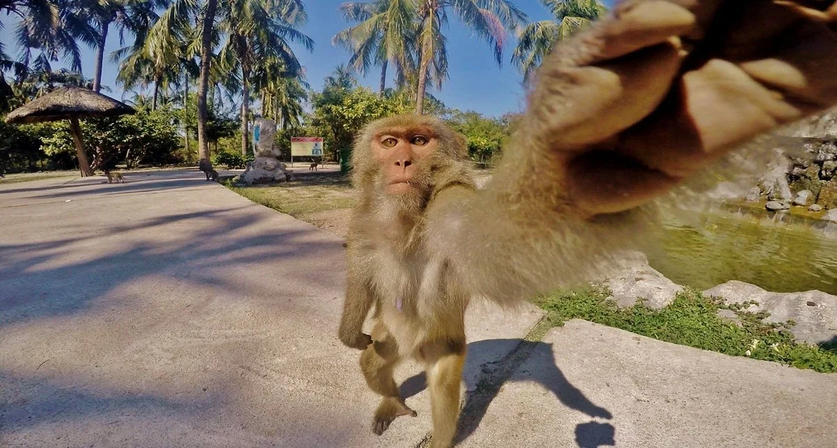 Monkey Island