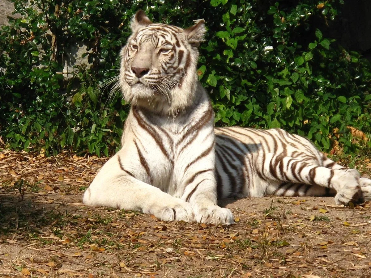 Chiang Mai Zoo