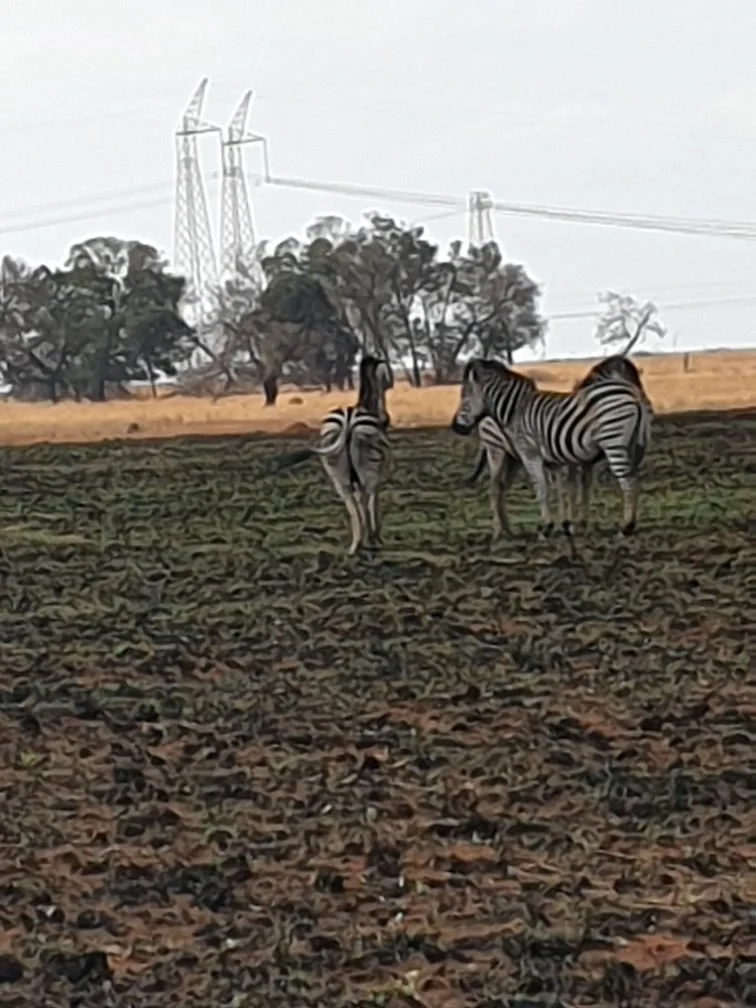 Rietfontein Nature Reserve