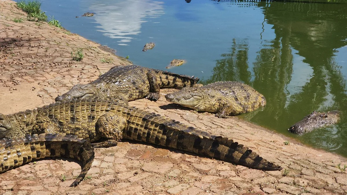 Agatha Crocodile Ranch