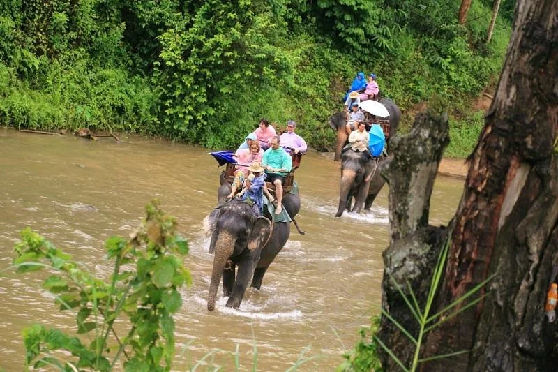 Maesa Elephant Camp