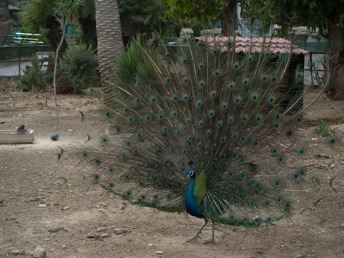 The Zoological Gardens