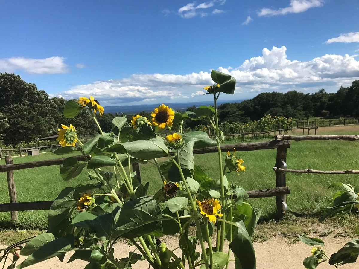 Minamigaoka Ranch