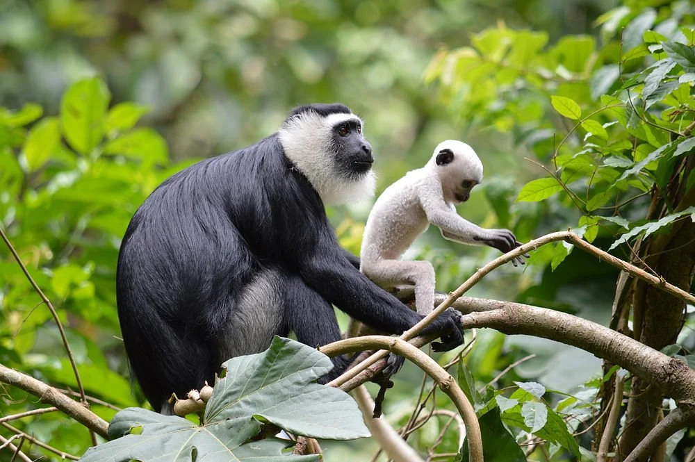 Boabeng Fiema Monkey Sanctuary