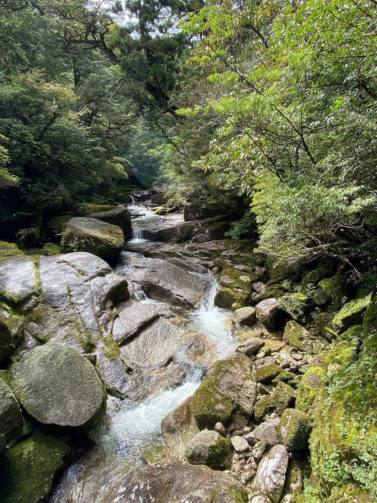 Yakusugi Land