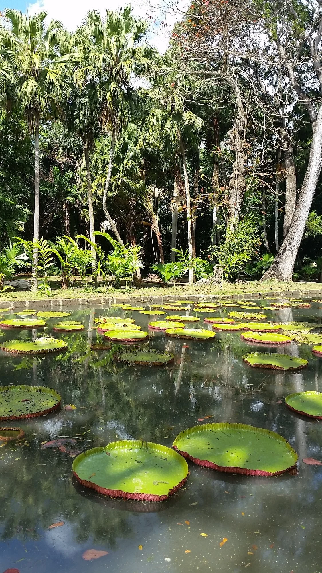 Curepipe Botanical Garden